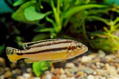 Auratus cichlid Care Guide: Diet, Tank Mates, .